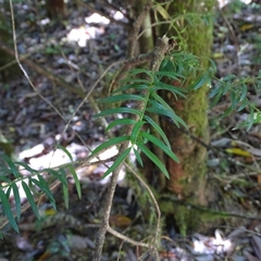 Saxegothaea conspicua