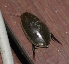 Cybister tripunctatus