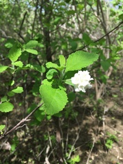 Varronia macrocephala