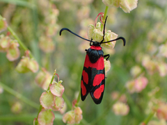 Zygaena cuvieri