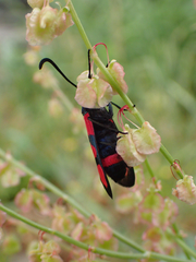 Zygaena cuvieri