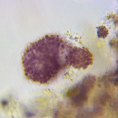 Lamprocystis