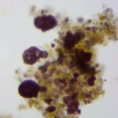 Lamprocystis