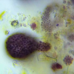 Lamprocystis