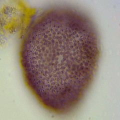 Lamprocystis