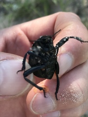Gonopus