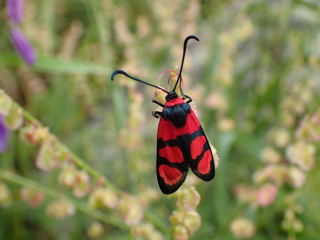 Zygaena cuvieri