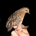 Yellow Rail - Photo (c) Eric Soehren, some rights reserved (CC BY-NC), uploaded by Eric Soehren