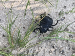 Gonopus