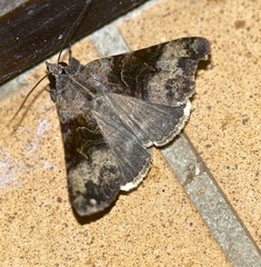 Avatha discolor