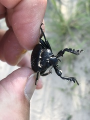 Gonopus