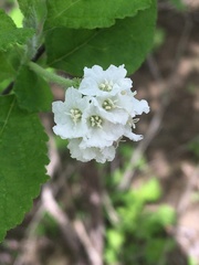 Varronia macrocephala