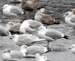 Larus glaucoides kumlieni
