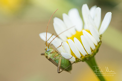 Adelphocoris
