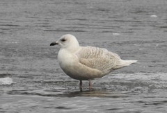 Larus glaucoides kumlieni