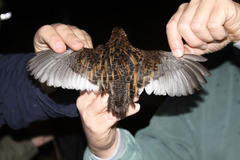 Coturnicops noveboracensis