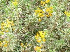 Lasiosiphon meisnerianus