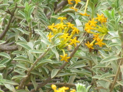 Lasiosiphon meisnerianus