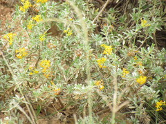 Lasiosiphon meisnerianus