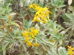 Lasiosiphon meisnerianus