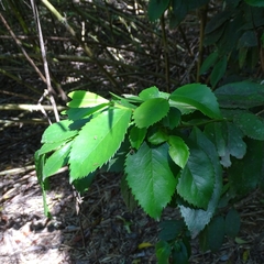 Laureliopsis philippiana