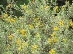 Lasiosiphon meisnerianus