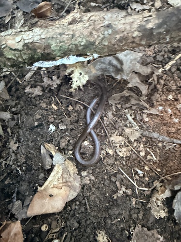 Common Wormsnake