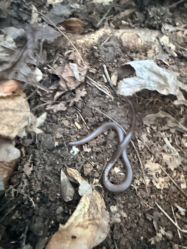 Common Wormsnake