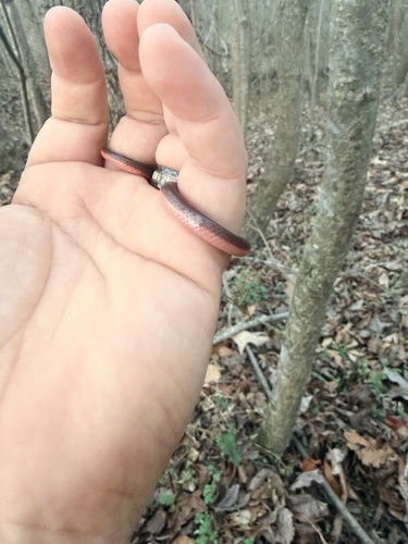 Common Wormsnake