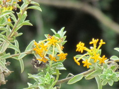 Lasiosiphon meisnerianus