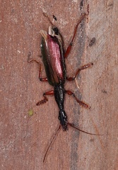 Agra
