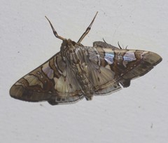 Glyphodes cosmarcha