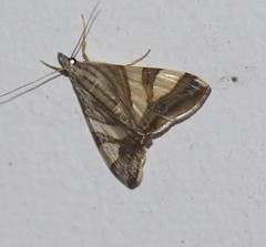 Agrioglypta zelimalis