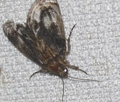 Zalissa catocalina