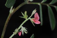 Indigofera parodiana