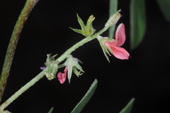 Indigofera parodiana