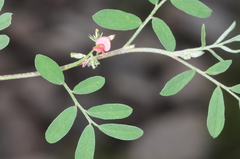 Indigofera parodiana