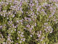 Thymus kirgisorum