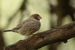 Amadina erythrocephala