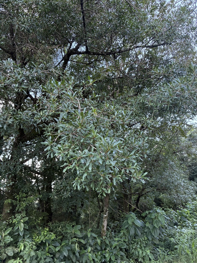 Myrsine laetevirens; photograph Facundo Chieffo, CC BY, iNaturalist via GBIF