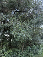 Myrsine laetevirens