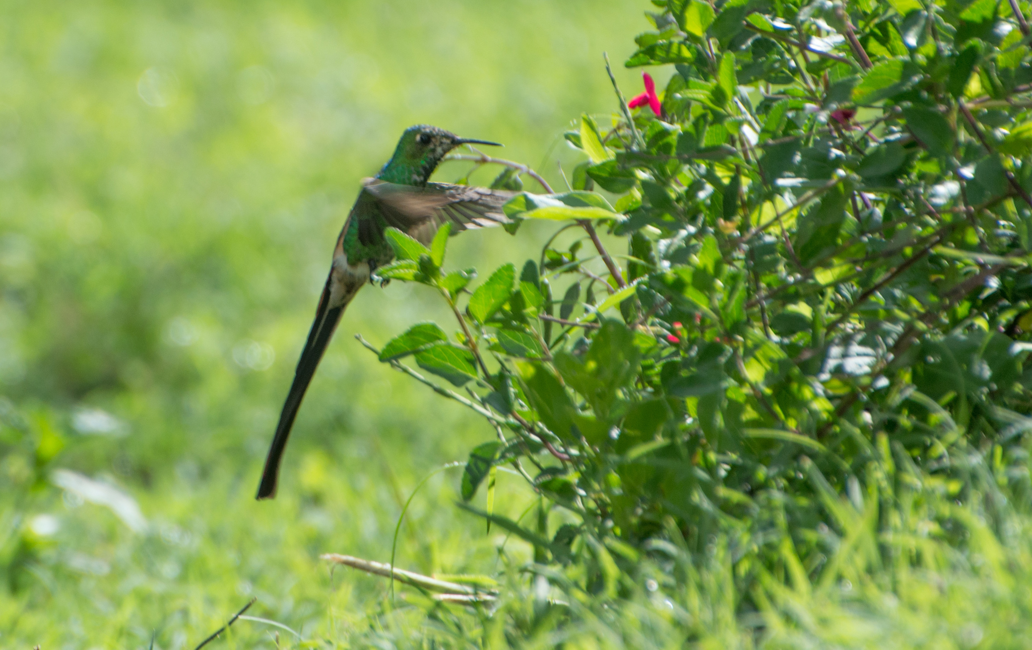Red-tailed Comet (Sappho sparganurus), photo 3