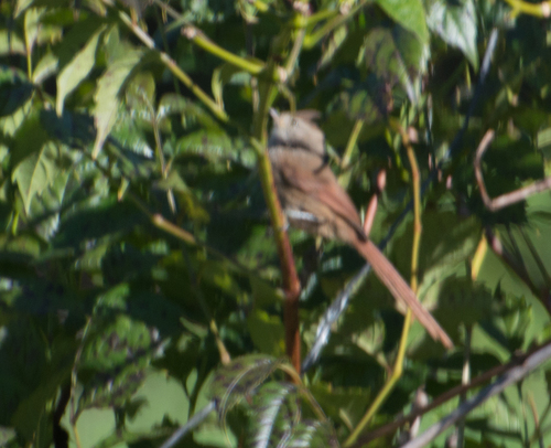 Brown-capped Tit-Spinetail (Leptasthenura fuliginiceps)