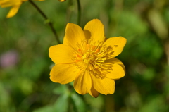 Trollius dschungaricus