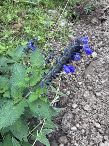 Stachysleaf Yunkasage (Salvia stachydifolia)