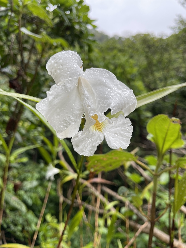 Sobralia liliastrum