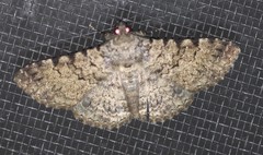 Polydesma boarmoides