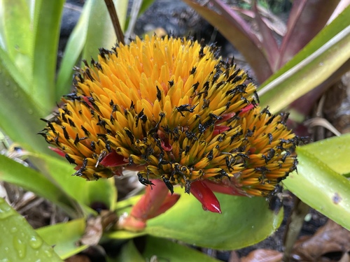 Aechmea cephaloides (Aechmea cephaloides)