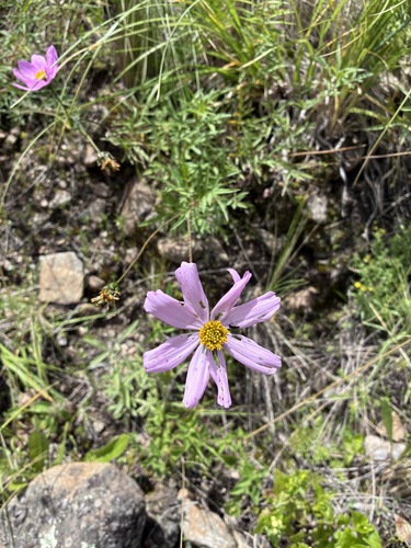 Cosmos peucedanifolius (Cosmos peucedanifolius)