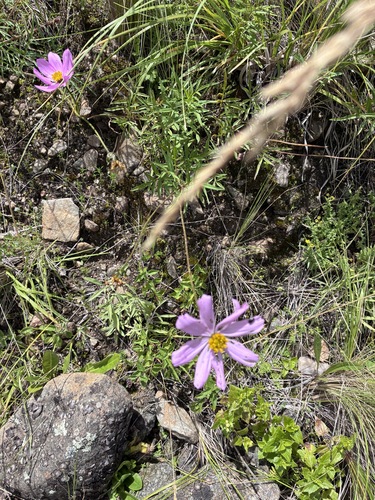 Cosmos peucedanifolius, photograph 3